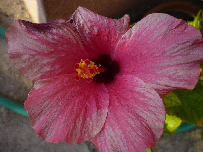 P1080617