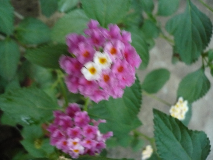 P1080636
