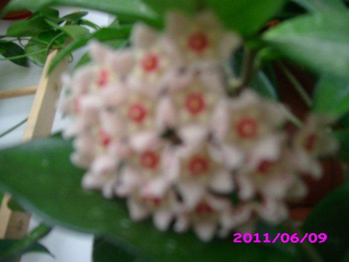 IMG_8670 - flori 2011