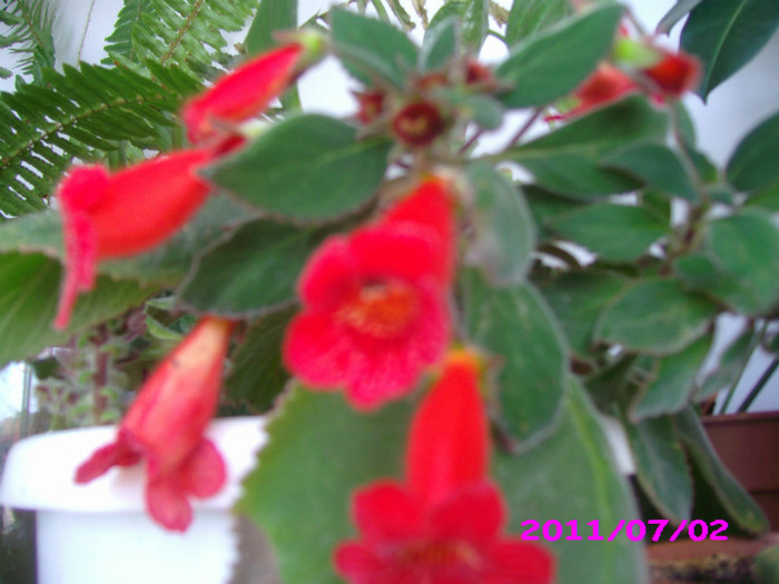 IMG_8690 - flori 2011