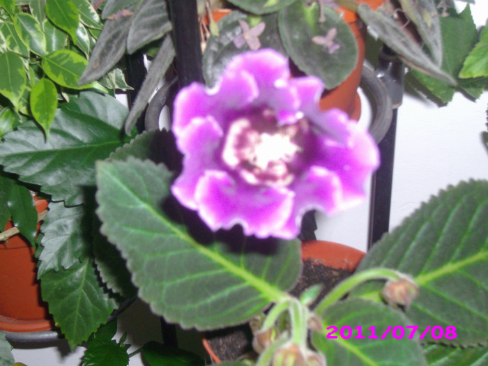 IMG_8701 - flori 2011