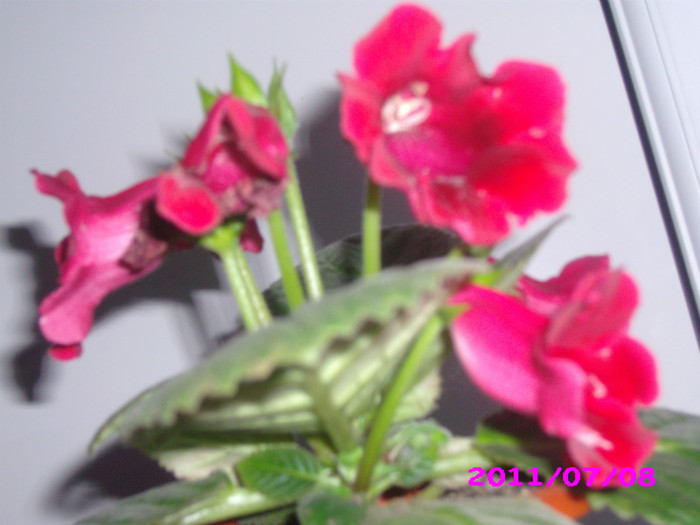 IMG_8703 - flori 2011