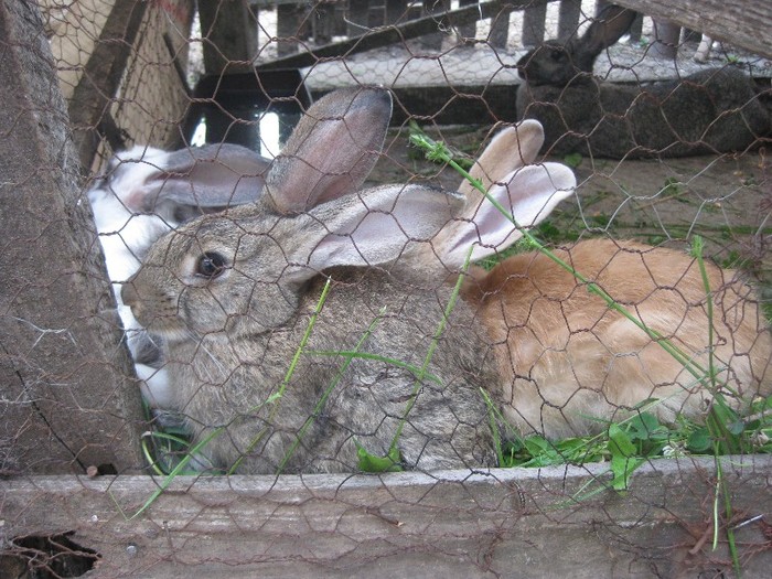 iepuroi,iepuroica mica,iepuroaica roscata - i__________IEPURI DE CASA