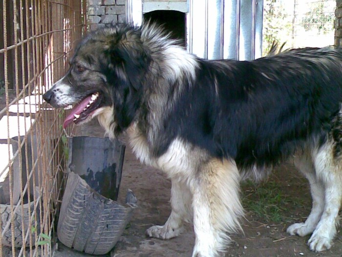 Codrean(Pufi); mascul carpatin cu pedigree ,campion national .
