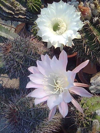 Imagine084 - cactusi si suculente