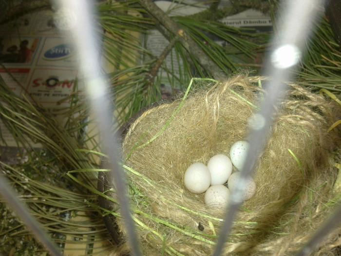 oua de scatiu de venezuela - Scatiu de Venezuela- Carduelis cucullata