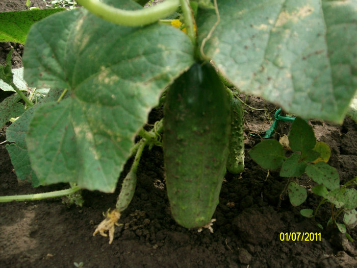 SANY1152 - Gradina de Legume 2011