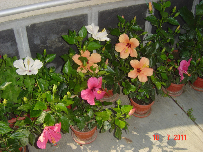 UNDE-S MULTI PUTEREA CRESTE - 09-2012-HIBISCUS