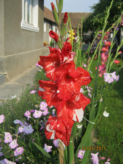 Picture 001 - gladiole 2011