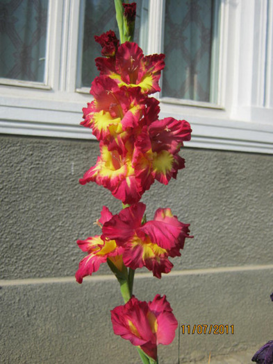 Picture 011 - gladiole 2011