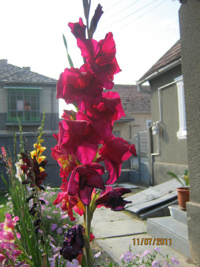 Picture 012 - gladiole 2011