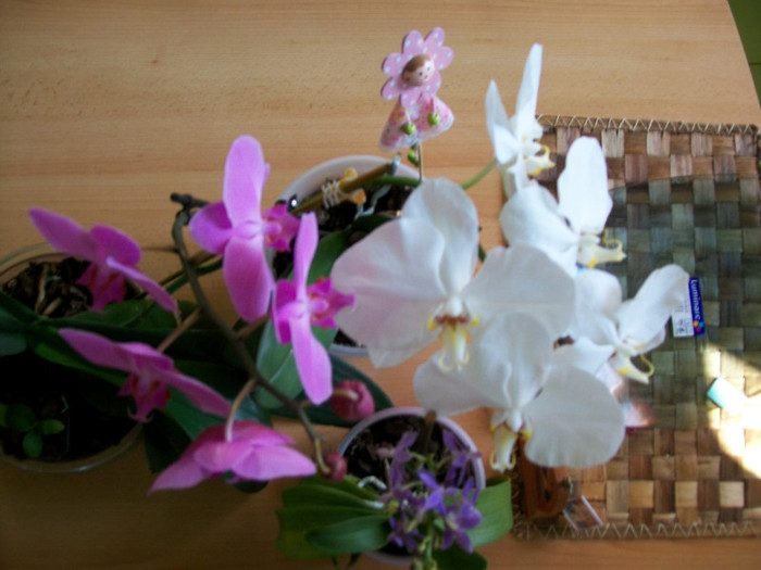 orhidee 092; Grupul printeselor
