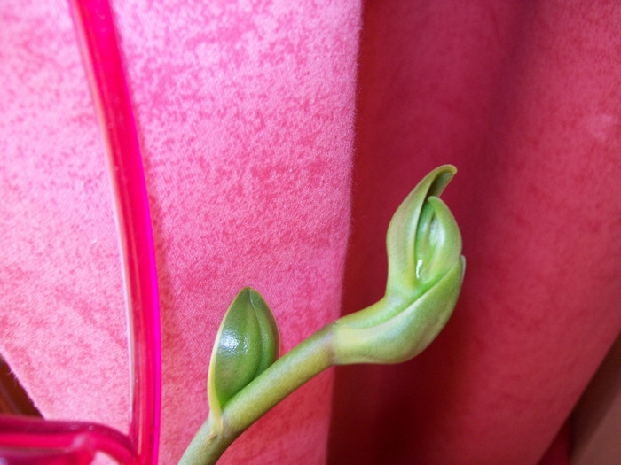 orhidee 093 - Tija misterioasa