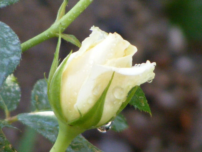 My Girl (Tantau 2006); Theahybrid,floare mare,26-40 petale,parfum mediu-puternic,dulce(3-4 din 5 puncte),h1,2m
