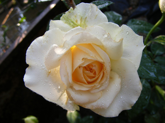 My Girl (Tantau 2006); Theahybrid,floare mare,26-40 petale,parfum mediu-puternic,dulce(3-4 din 5 puncte),h1,2m
