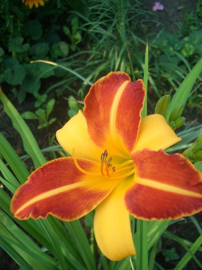 hemerocallis Frans Hals - gradina 2011