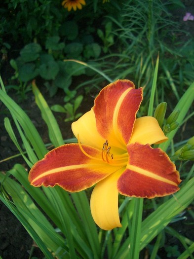 CIMG3922 - gradina 2011