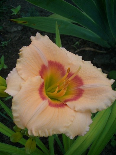 CIMG3923 - gradina 2011