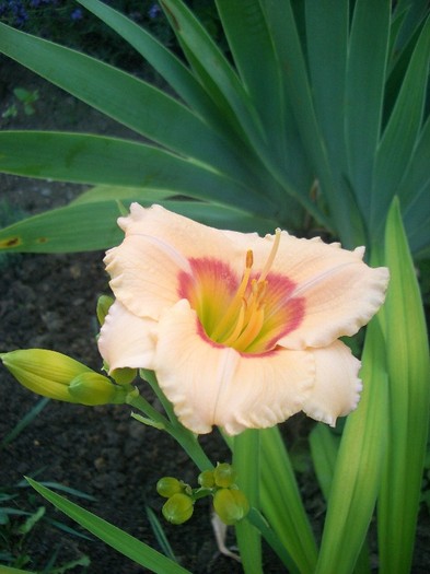 CIMG3925 - gradina 2011