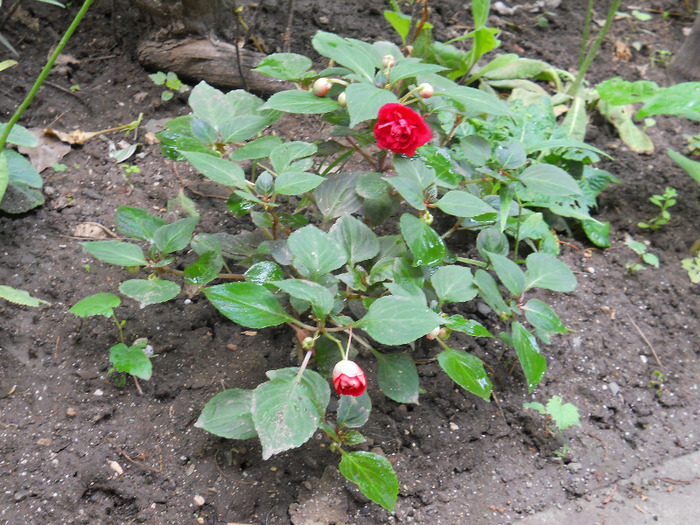 DSCN2184 - inpatiens