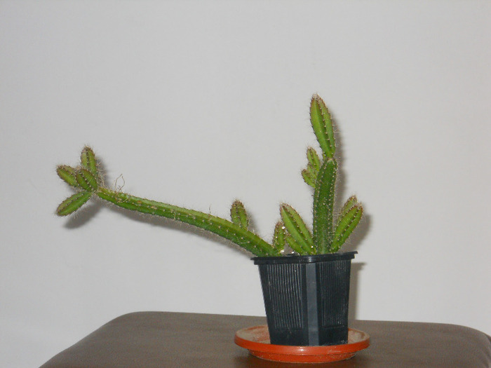 DSCN2256 - cactusi