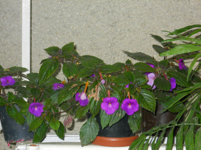 DSCN2213 - achimenes