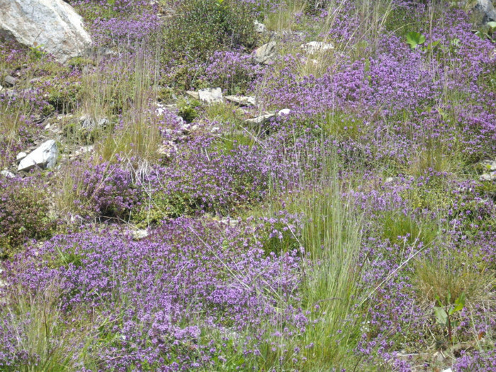 lavanda - xxxx in tabara xxxx