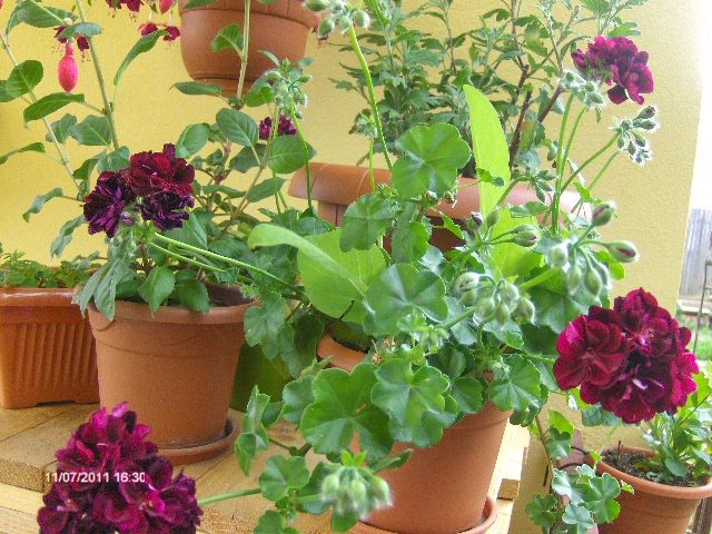 muscata curgatoare grena