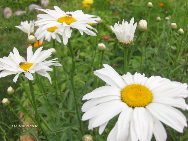 034 - 07_IULIE