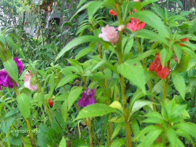 balsamine - 07_IULIE