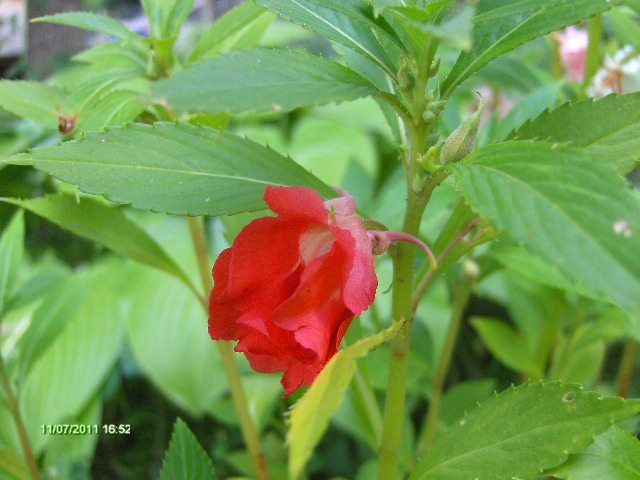 balsamine - 07_IULIE