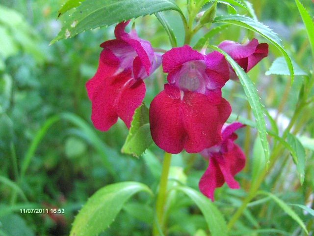 balsamine - 07_IULIE