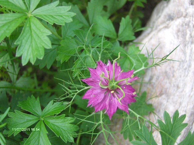 050 - 07_IULIE