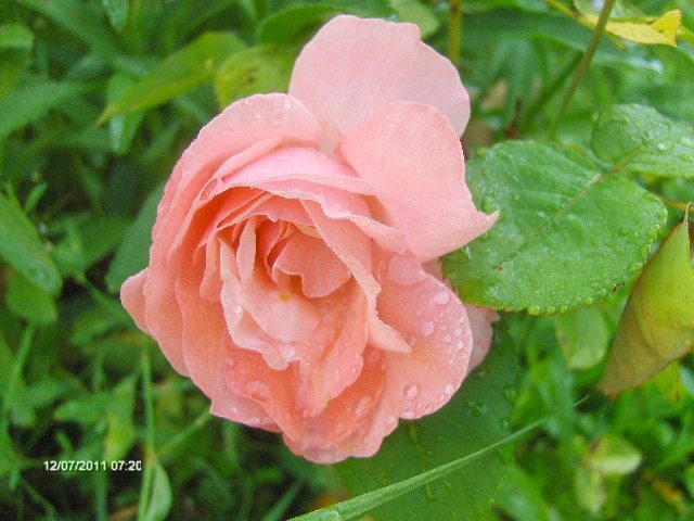 070 - 07_IULIE