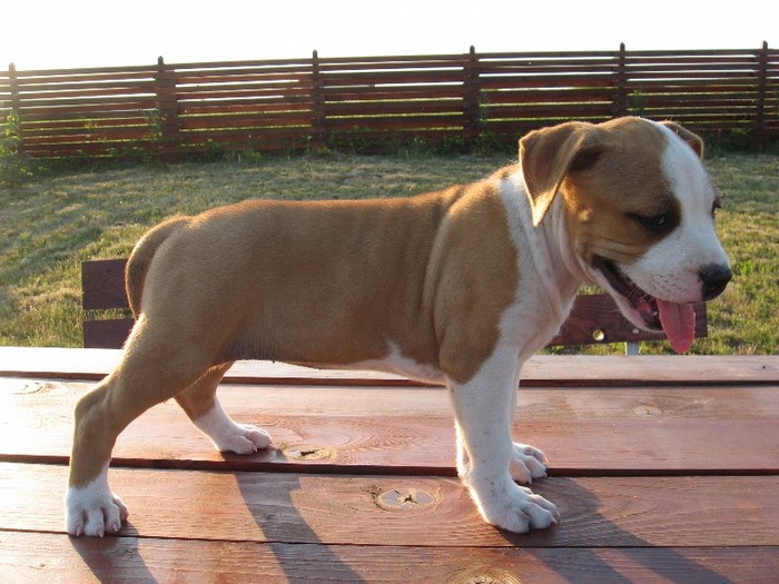 0000000000000001 - amstaff de vanzare