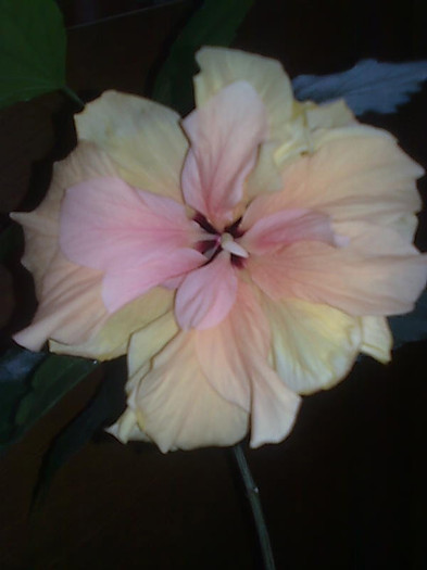 Imagine0913 - HIBISCUS-2012