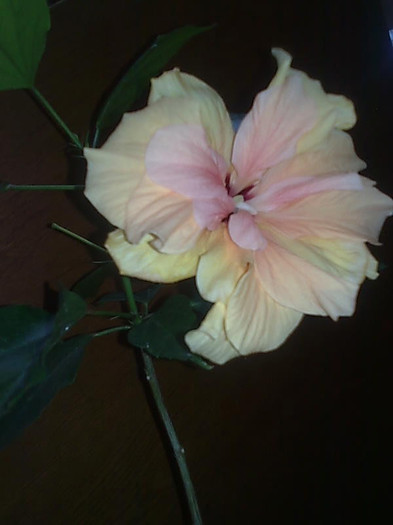 Imagine0912 - HIBISCUS-2012