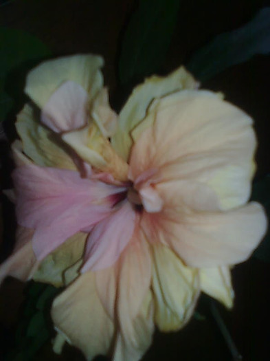 Imagine0911 - HIBISCUS-2012