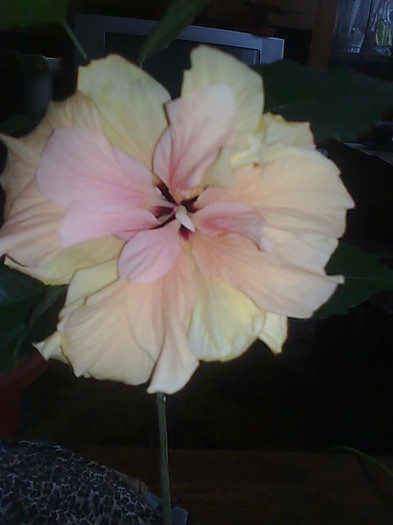Imagine0909 - HIBISCUS-2012