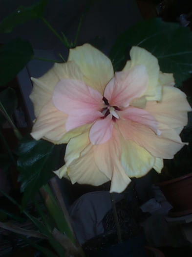Imagine0908 - HIBISCUS-2012