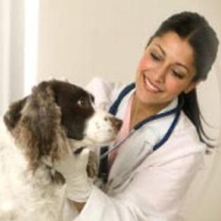 veterinar