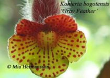 Bogotensis Gray Feather - kohlerii