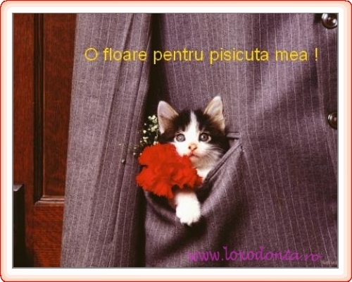 pisicuta_mea_1469