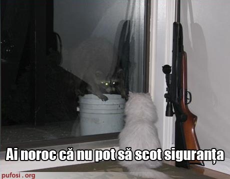 poza-amuzanta-poze-amuzante-motan-ameninta-un-raton