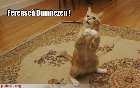 poza-amuzanta-poze-amuzante-pisica-credincioasa