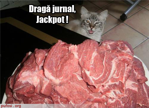 poze-amuzante-pisica-a-dat-lovitura