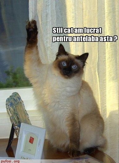 poze-amuzante-pisica-a-lucrat-la-antebrat - Pisici-dragute haioase
