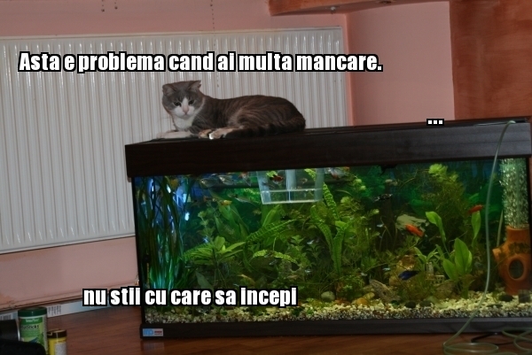 poze-amuzante-pisica-are-multa-mancare