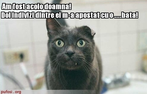 poze-amuzante-pisica-batuta