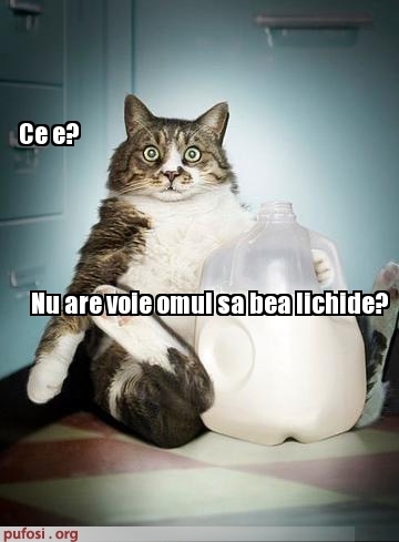 poze-amuzante-pisica-bea-lichide